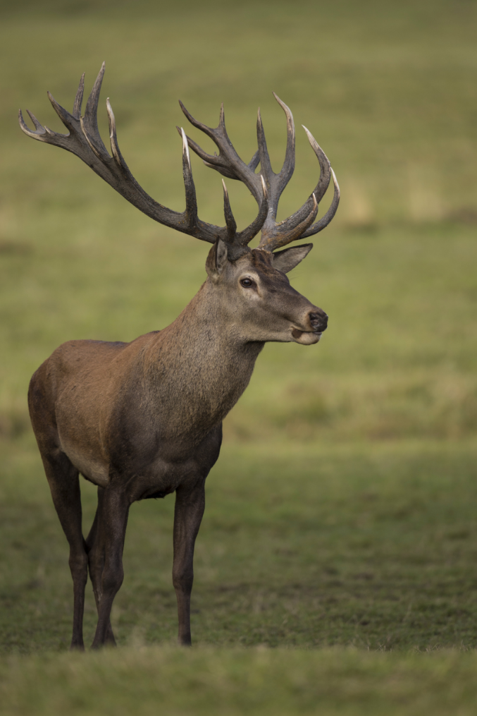 Avistamiento de ciervo en Finca Muelas